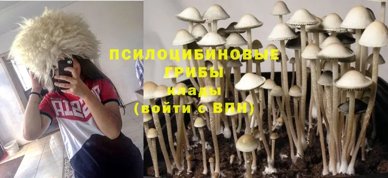 Псилоцибиновые грибы MAGIC MUSHROOMS  Людиново 