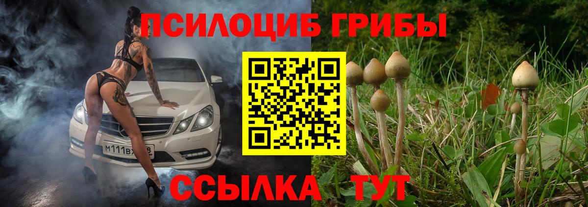 Галлюциногенные грибы Psilocybe Людиново
